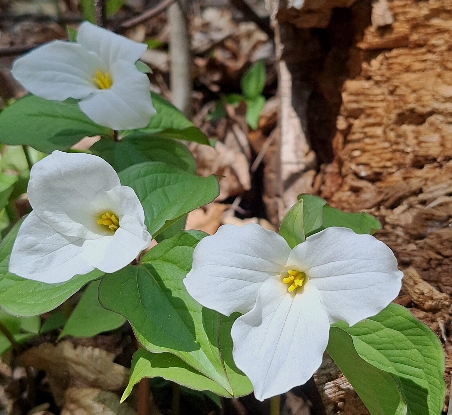 Close up of white trillium blooms with green leaves on the forest floor