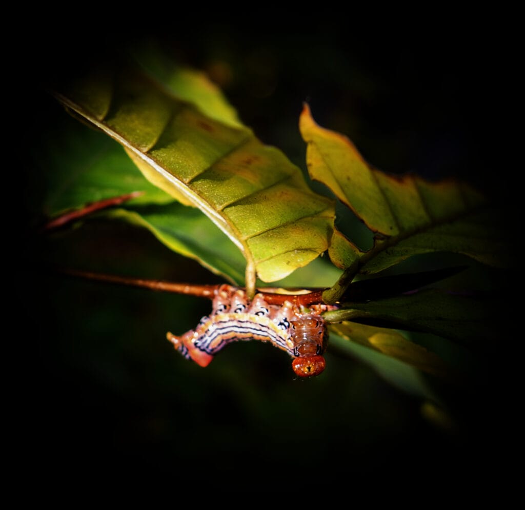 close up of a caterpillar on a tree leaf