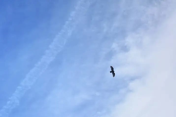 A bird is silhouetted against a blue sky