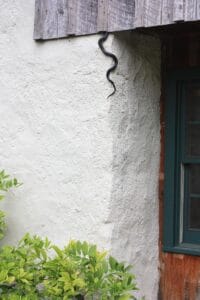 The tail of a black rat snake climbing up a white stucco wall