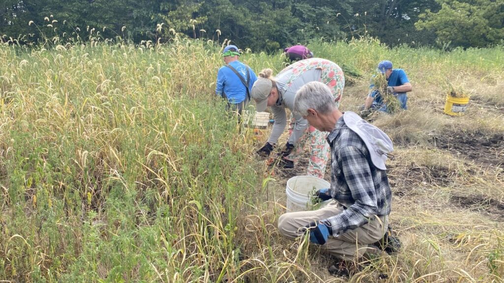 volunteers in the meadow pulling invasives