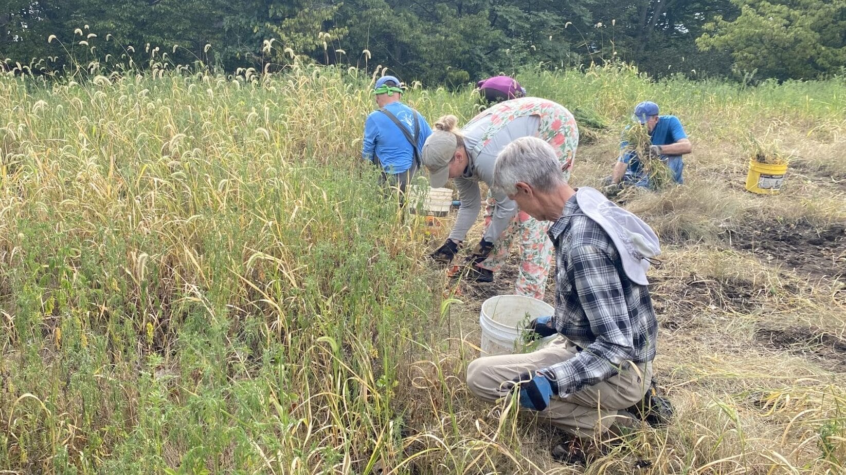 volunteers in the meadow pulling invasives