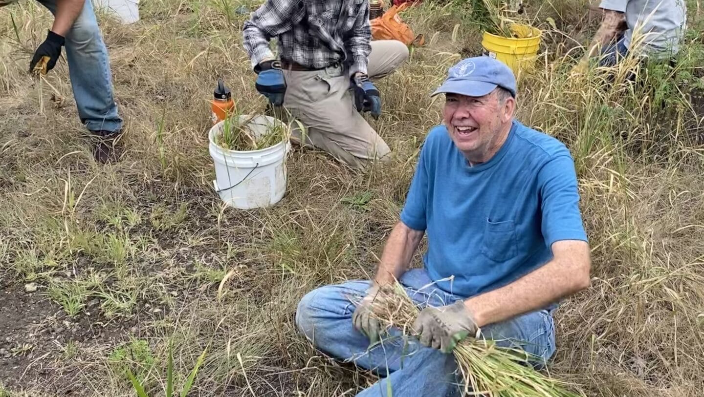 volunteers pulling invasives in a meadow