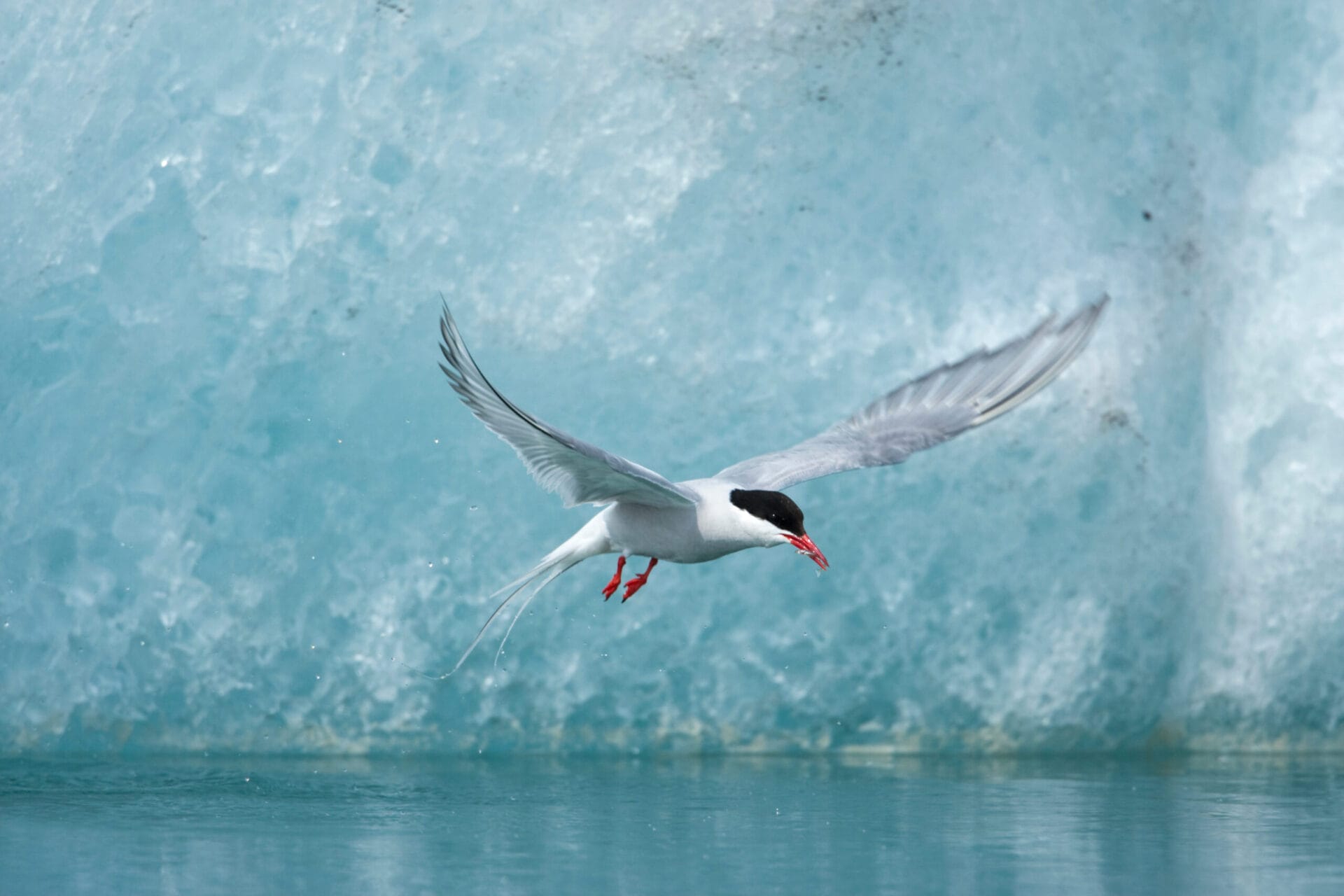 Iceland, Skaftafell National Park, Arctic Tern (Sterna paradisaea) carries tiny fish from glacial river near icebergs in Jokulsarlon Lake