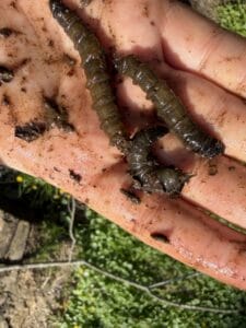 three cranefly larvae on a woman's palm