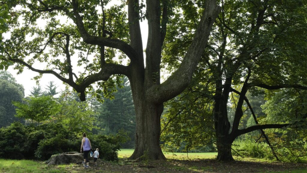 person standing next to a very large tree in a garden