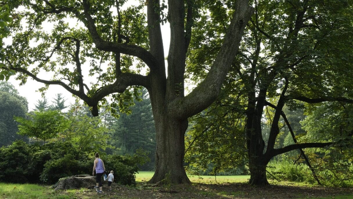 person standing next to a very large tree in a garden