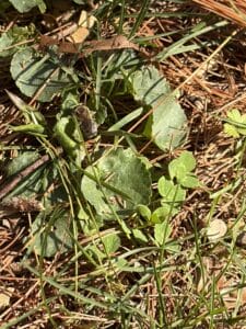 A solitary ground-nesting bee in pine needles and green ground cover