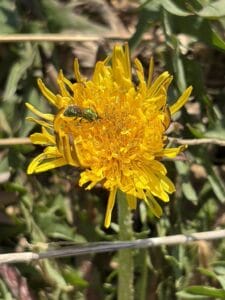 Tiny sweat bee on a yellow dandelion flower