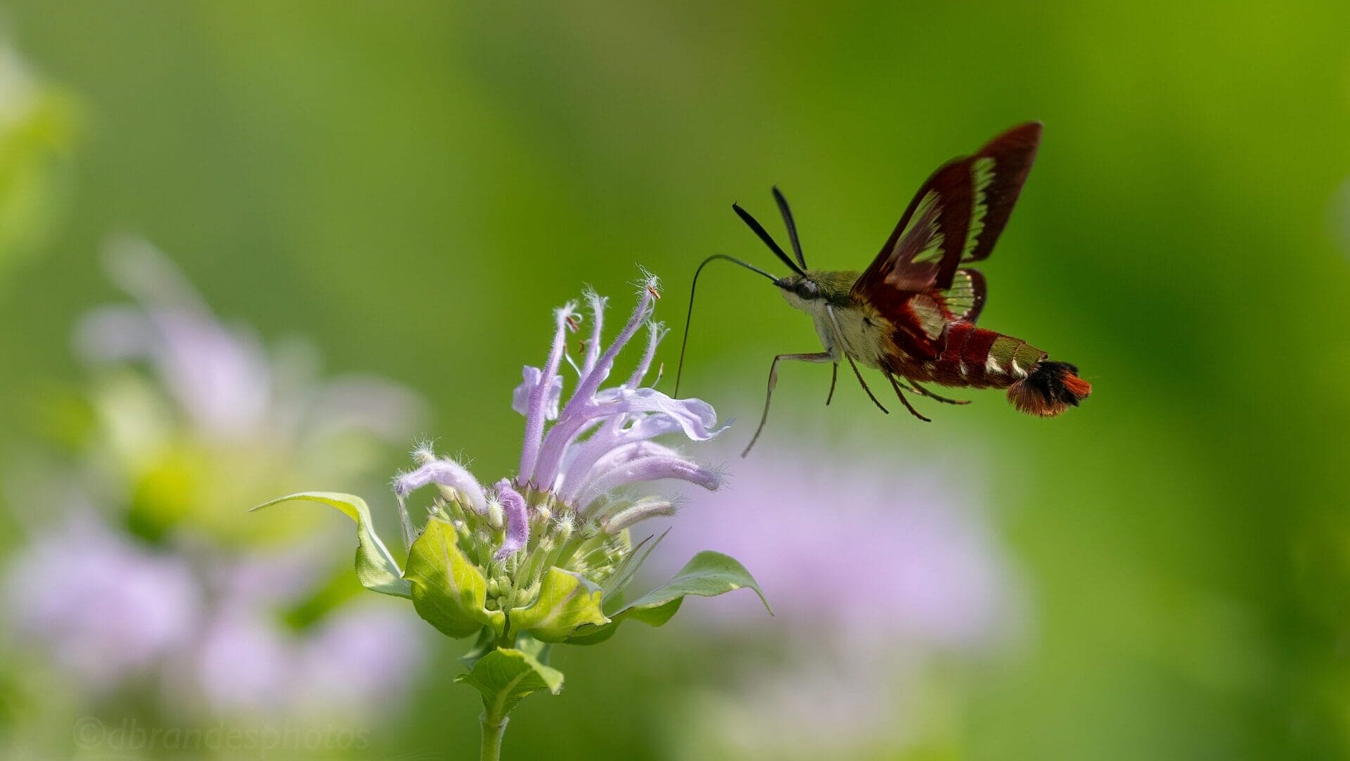 hummingbird Moth on a purple flower
