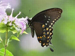 Black Spicebush Swallowtail butterfly on a light purple monarda bloom