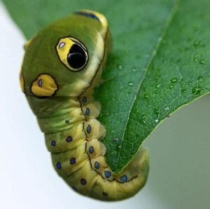 Green Spicebush Swallowtail caterpillar with false "eye" on a green leaf