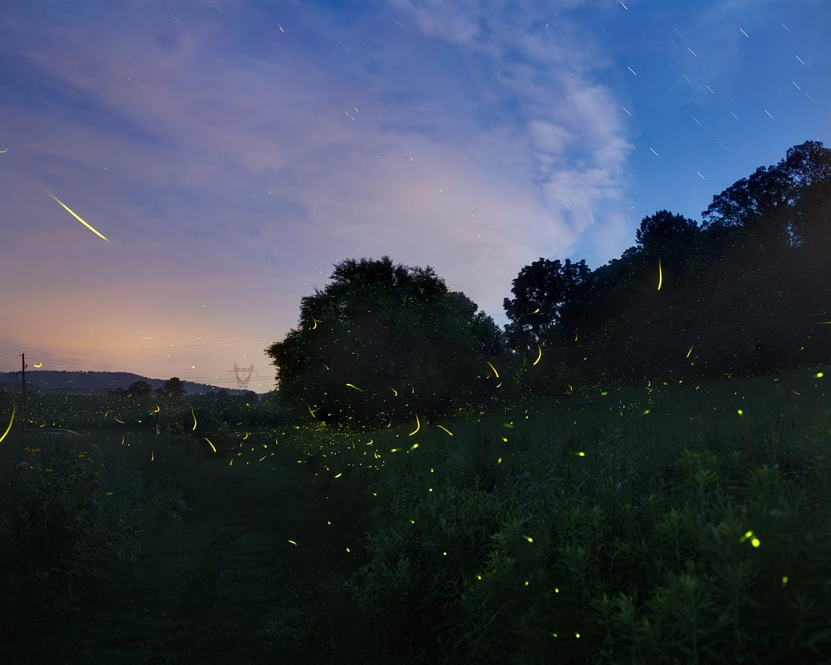 lightning bugs in a dark landscape
