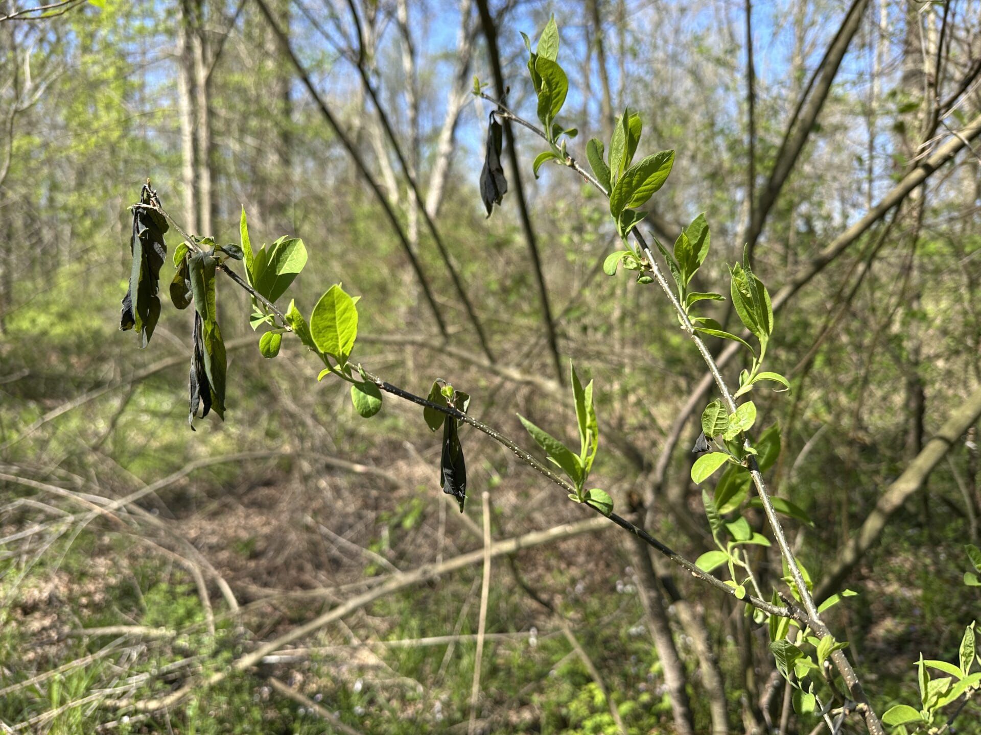 Living spicebush leaves growing behind others that were killed by frost