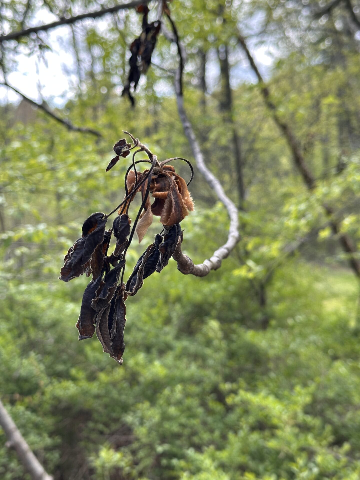 Shriveled hickory leaves hit by frost