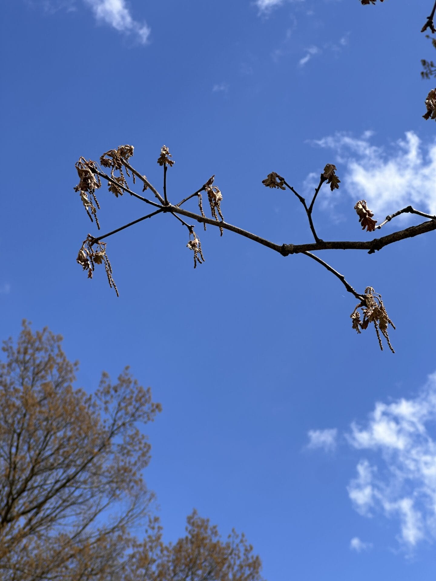Oak leaves and flowers shriveled by frost