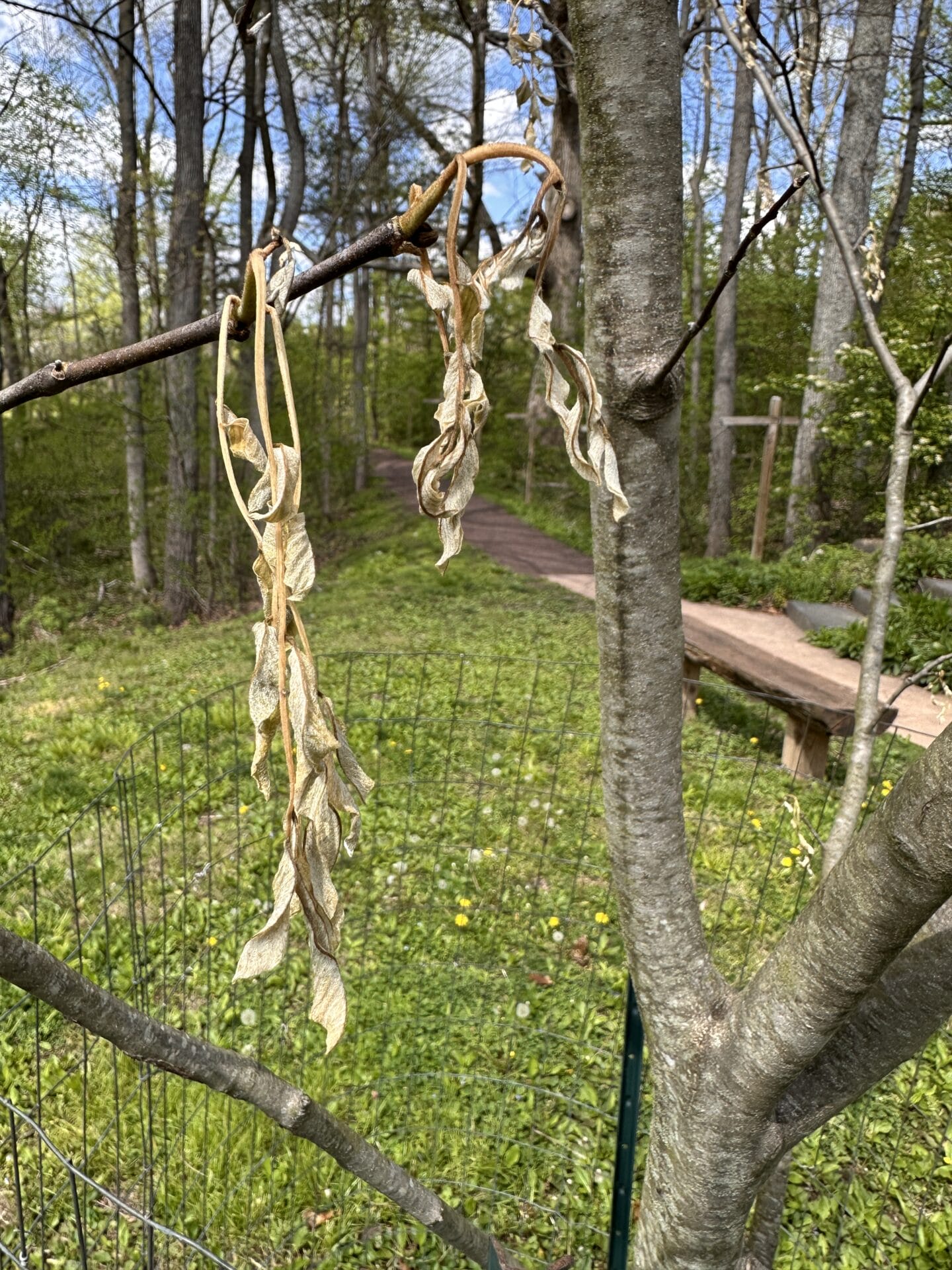 Yellowwood leaves killed by frost