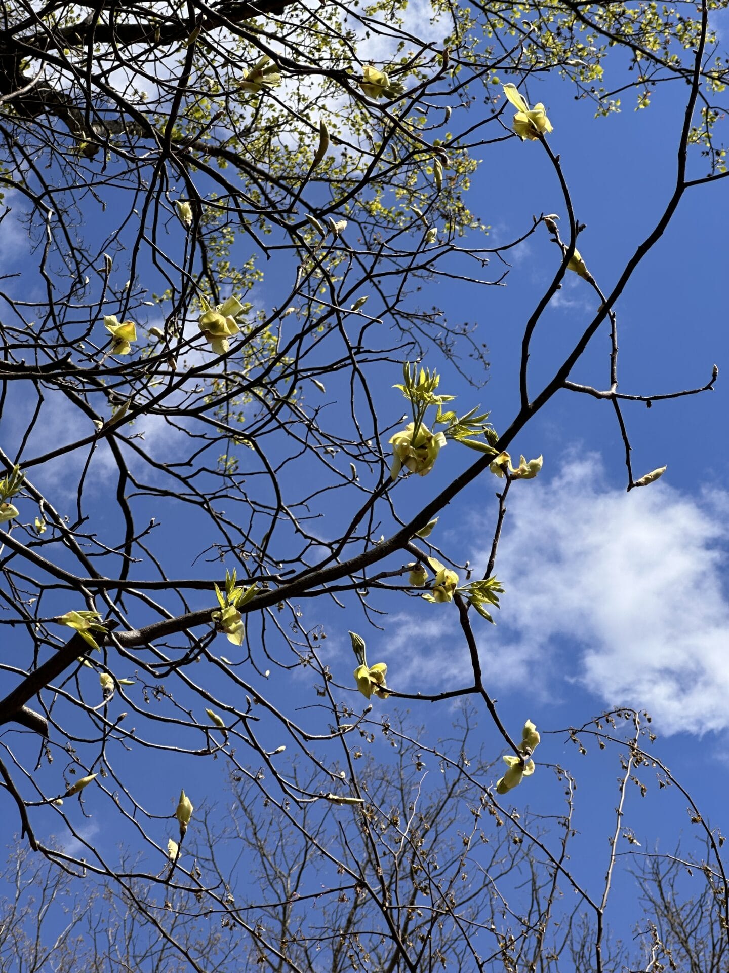 New growth of shagbark hickory leaves in spring