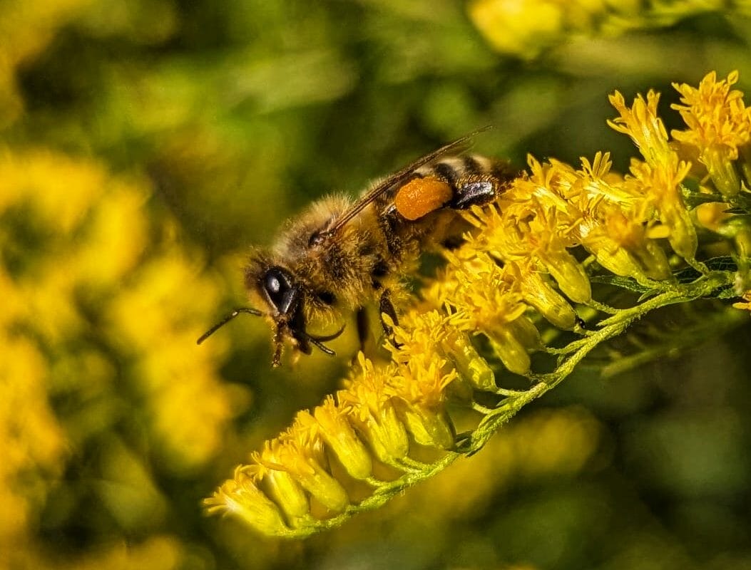 bee on a golden flower