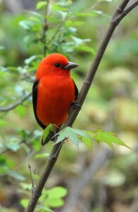 Scarlet Tanager perched on a small branch in a leafy forest