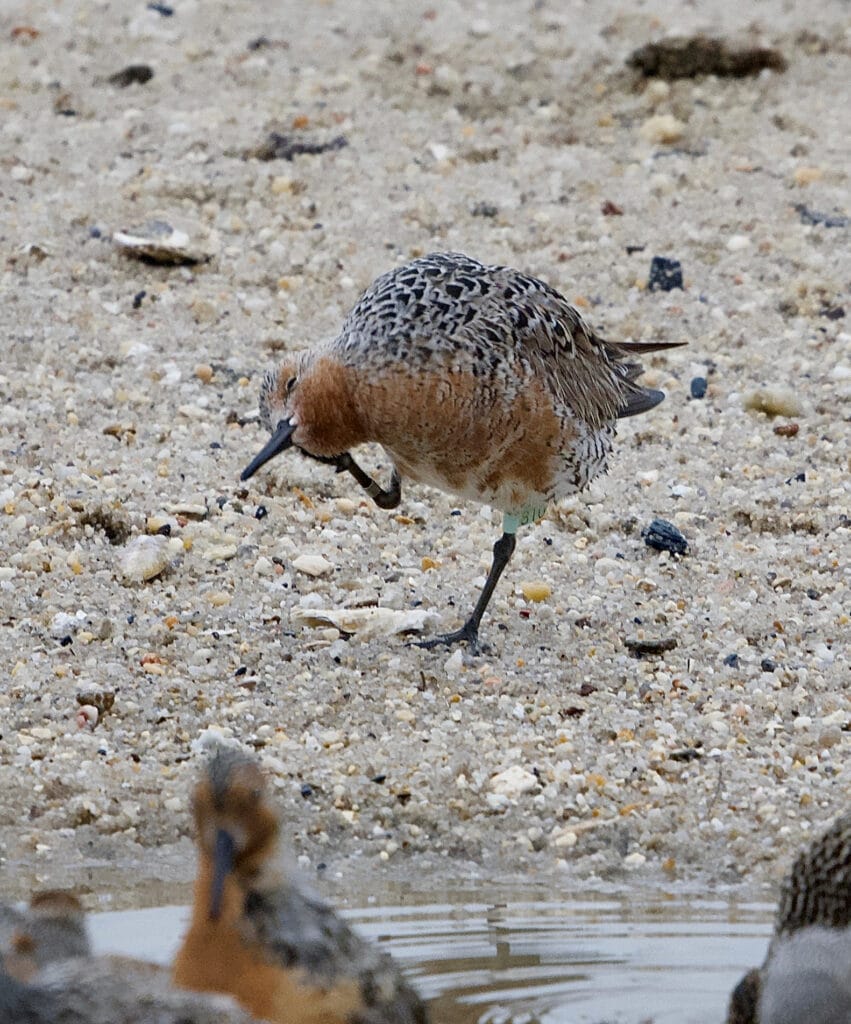 Red Knot on a sandy shore with a small band on its leg