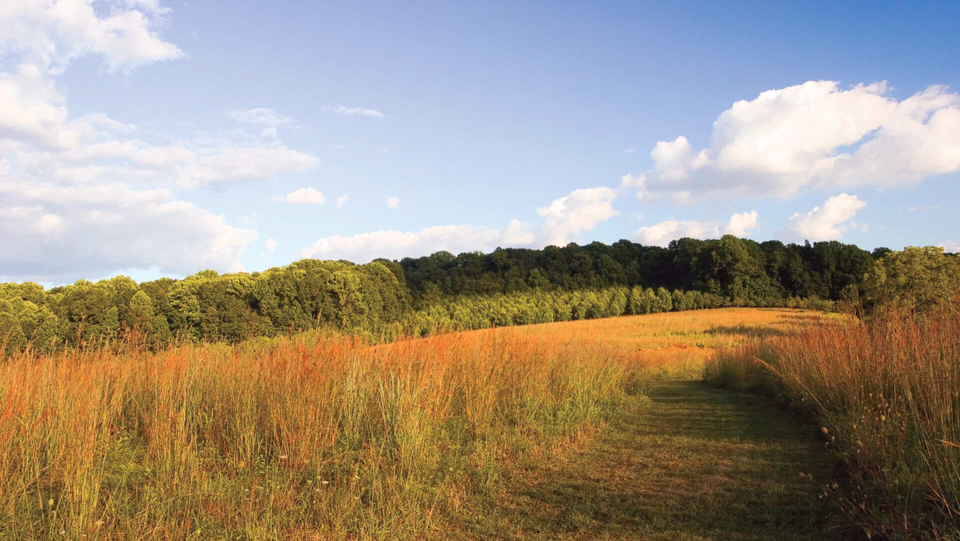 meadow vista with a path leading towards rolling hill of green trees and blue sky with clouds