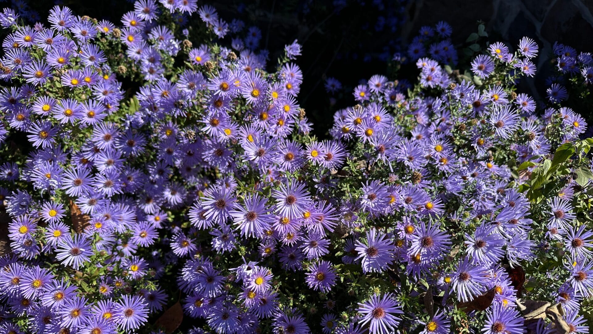Asters at Crow's Nest Preserve