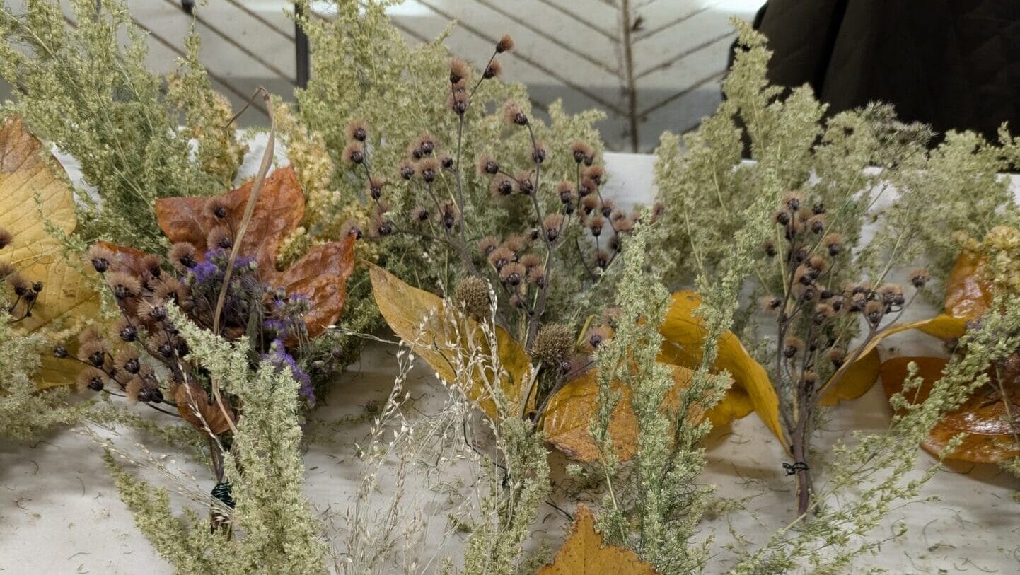 Clusters of dried plant material tied together.