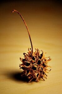 close up of a spiky brown sweetgum seed od
