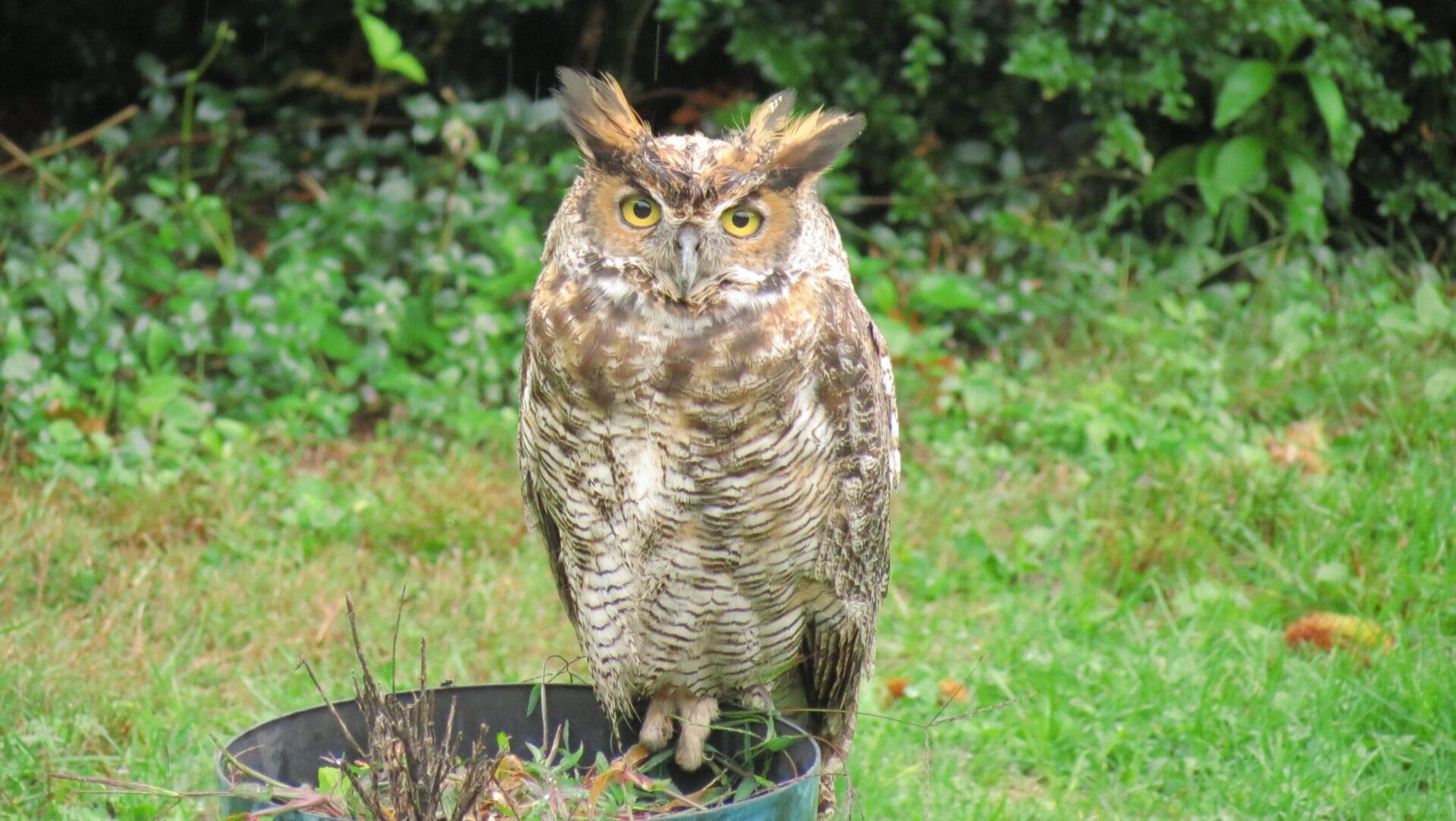 Great Horned Owl Hunting in Mariton Yard