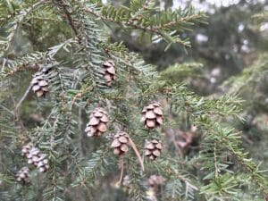 close up of the cones and branches of an eastern hemlock tree