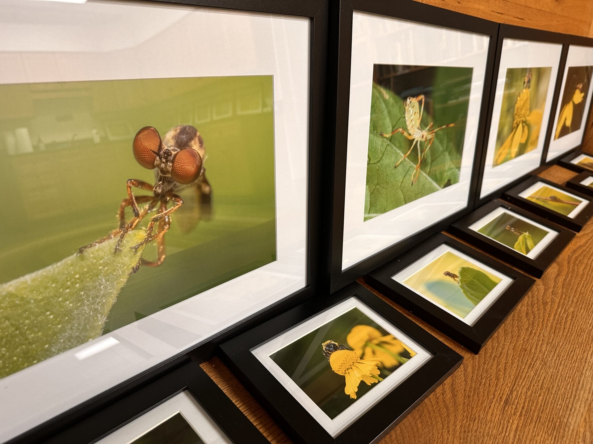 Framed, enlarged photos of insects