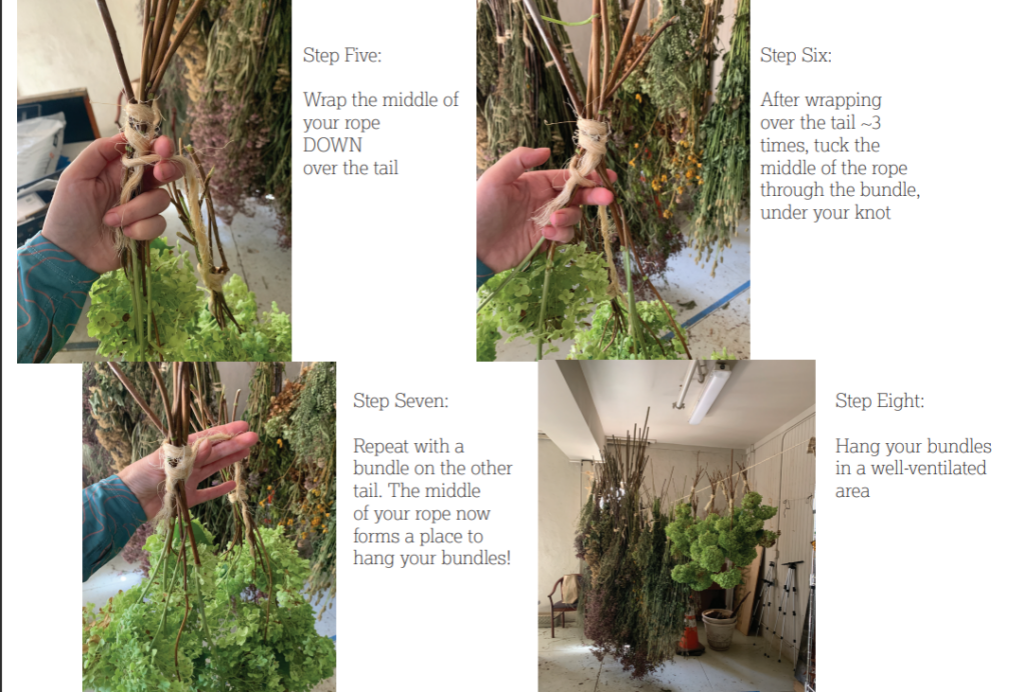 steps 5-8 of tying up plants to dry