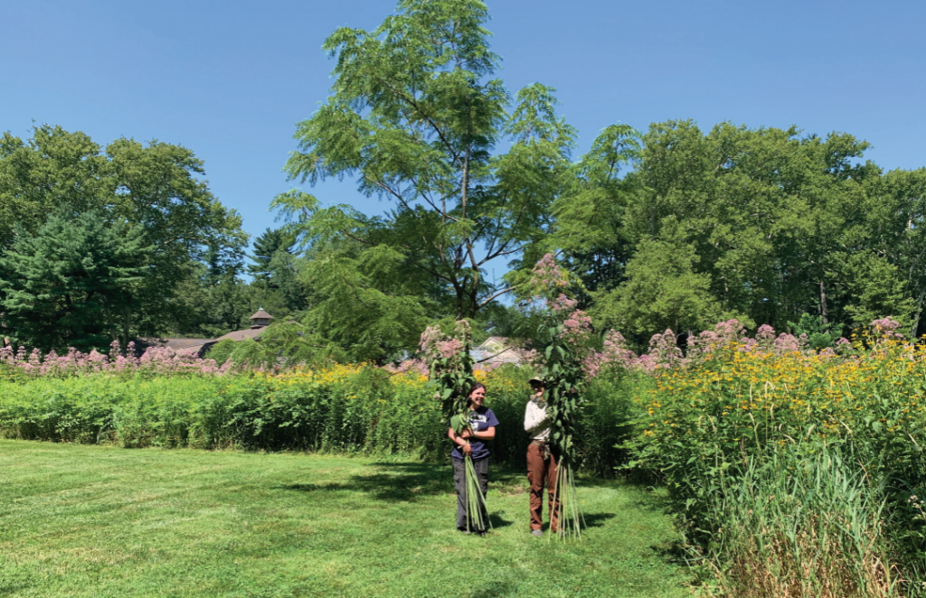 Two women hold up large bundles of Joe Pye weed in a sunny garden
