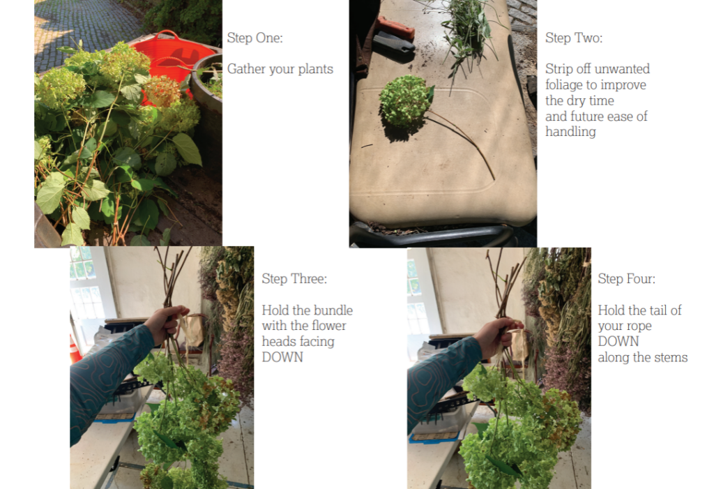 steps 1-4 of tying up plants to dry