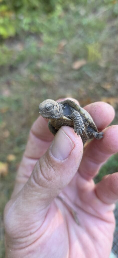 box turtle hatchling in a man's hands