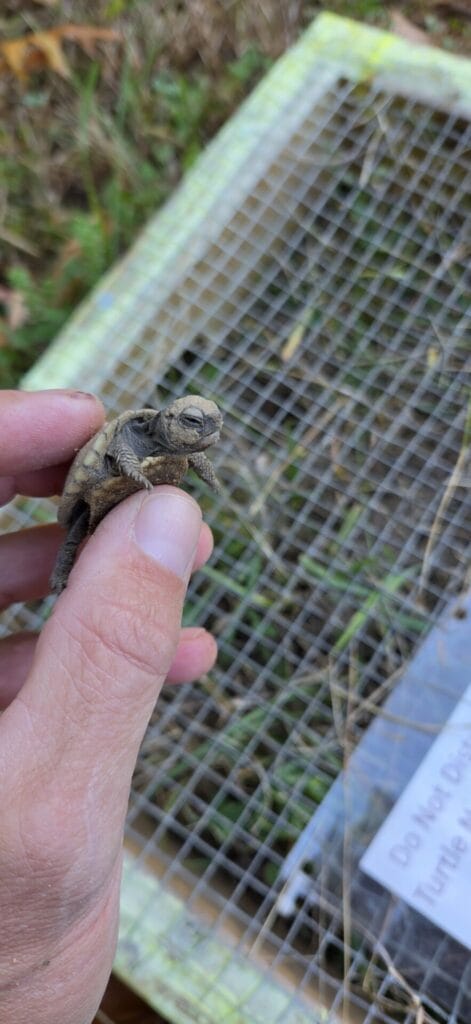 box turtle hatchling in a hand