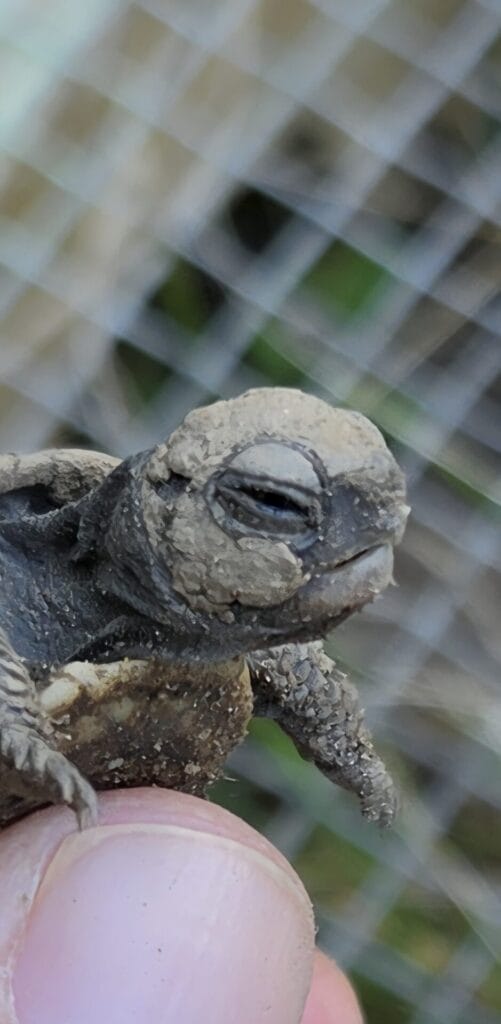 close up of a box turtle hatchling