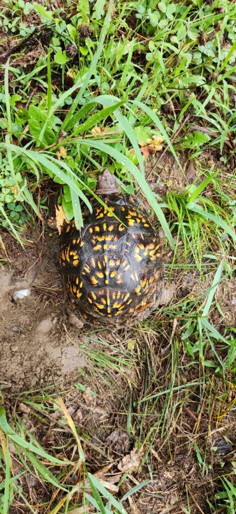 an eastern box turtle